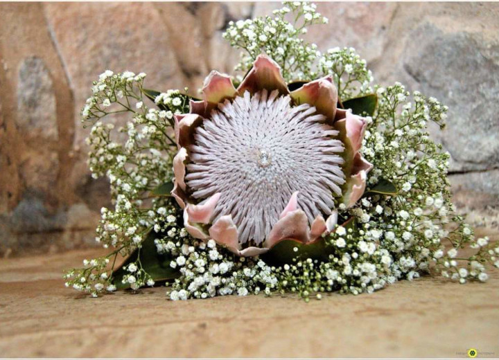 Protea Flower