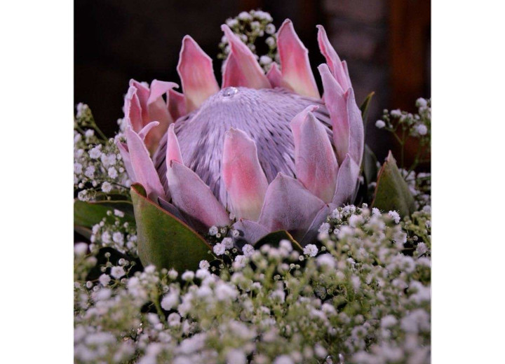 Protea Flower